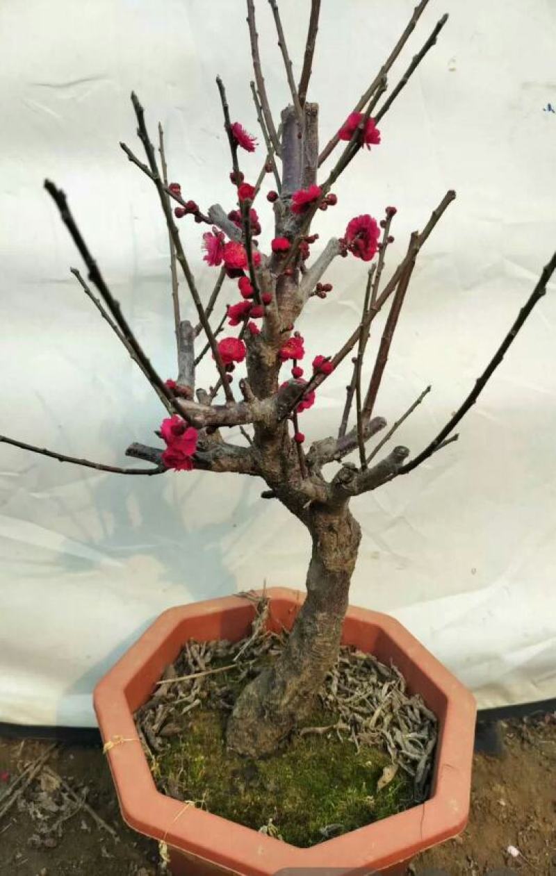 原生乌梅盆栽梅花树苗老桩乌梅盆景室内外绿植花卉梅花盆景盆