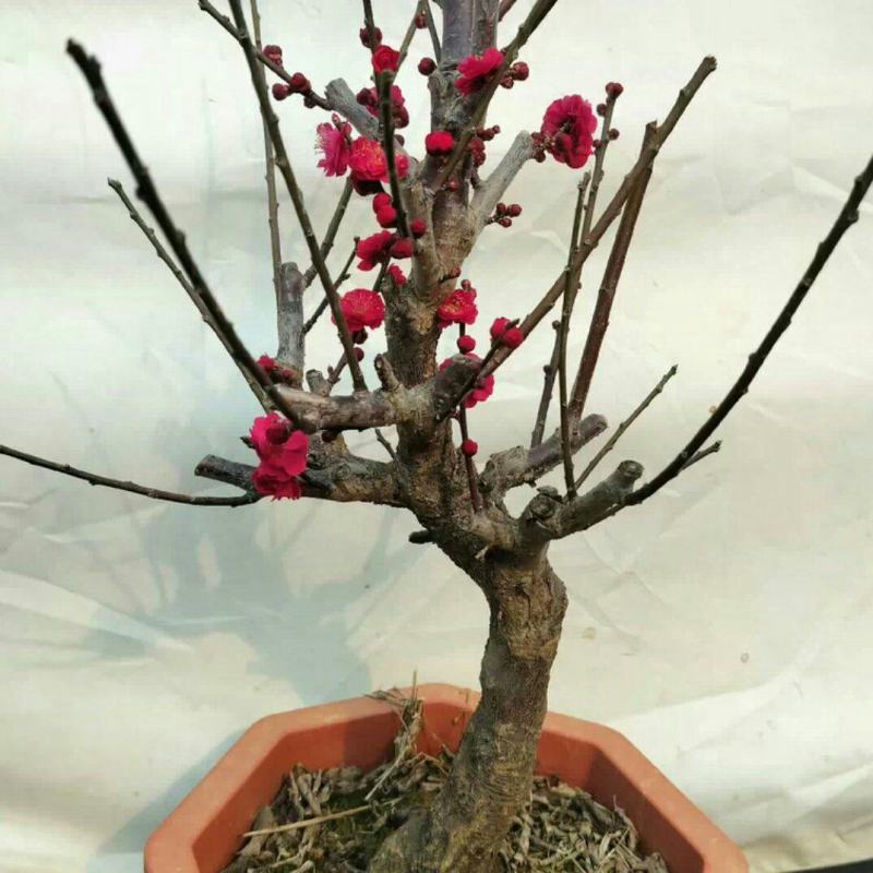 原生乌梅盆栽梅花树苗老桩乌梅盆景室内外绿植花卉梅花盆景盆