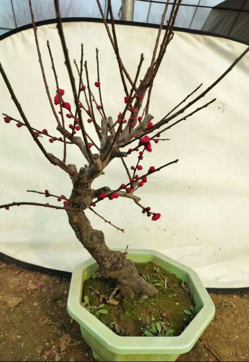 原生乌梅盆栽梅花树苗老桩乌梅盆景室内外绿植花卉梅花盆景盆