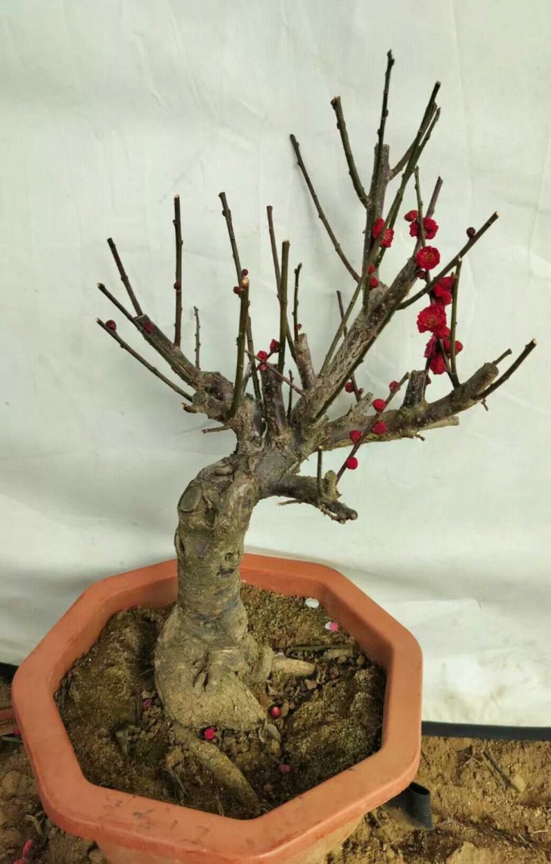 原生乌梅盆栽梅花树苗老桩乌梅盆景室内外绿植花卉梅花盆景盆