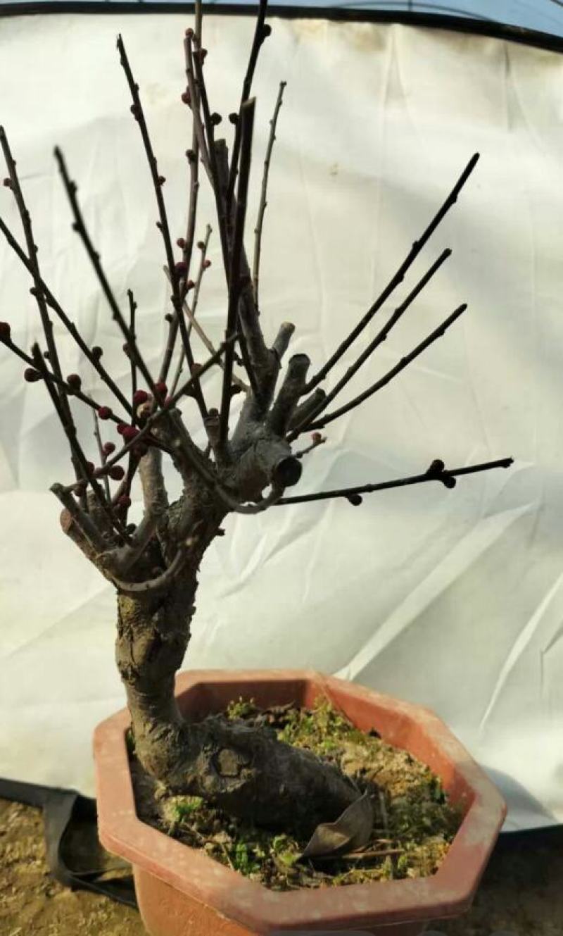 原生乌梅盆栽梅花树苗老桩乌梅盆景室内外绿植花卉梅花盆景盆