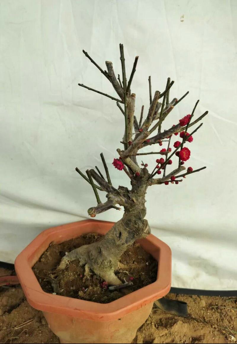 原生乌梅盆栽梅花树苗老桩乌梅盆景室内外绿植花卉梅花盆景盆