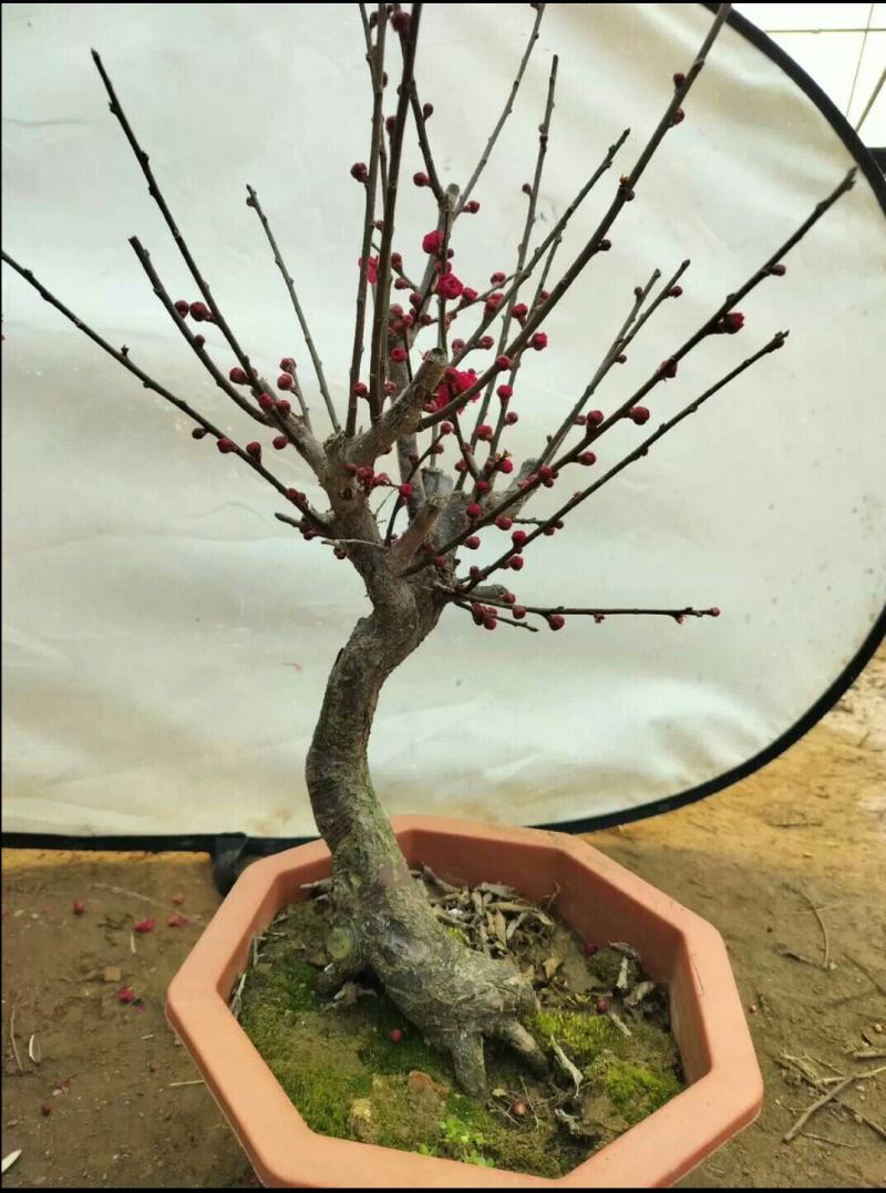 原生乌梅盆栽梅花树苗老桩乌梅盆景室内外绿植花卉梅花盆景盆