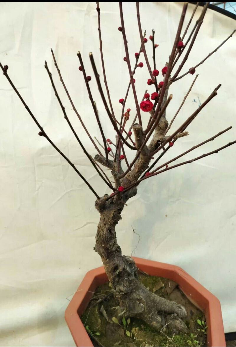 原生乌梅盆栽梅花树苗老桩乌梅盆景室内外绿植花卉梅花盆景盆