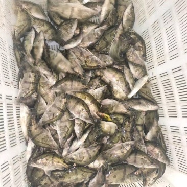 精品桂鱼苗预订，大规格，皮毛质量好需要的抓紧联系