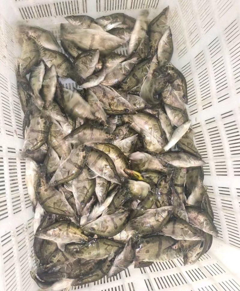 精品桂鱼苗预订，大规格，皮毛质量好需要的抓紧联系