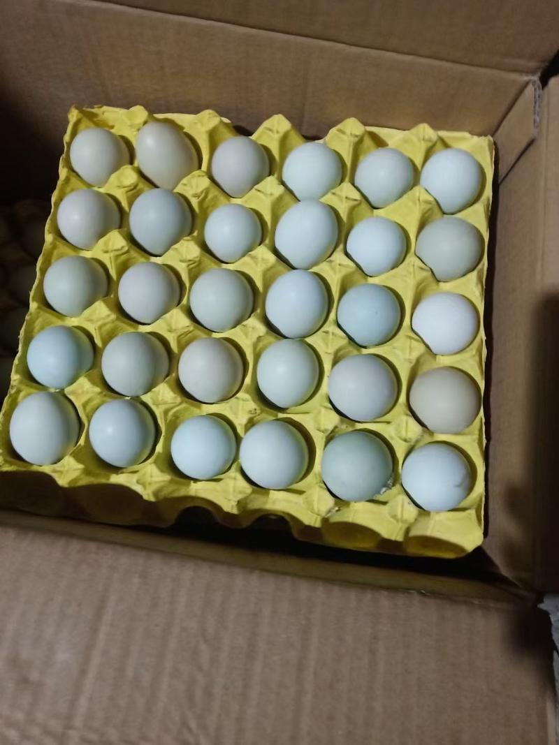 480枚绿壳鸡蛋绿壳乌鸡蛋绿壳草鸡蛋鸡场直供新鲜