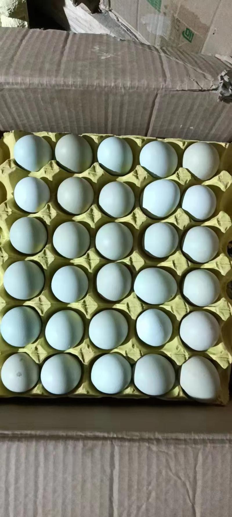 480枚绿壳鸡蛋绿壳乌鸡蛋绿壳草鸡蛋鸡场直供新鲜