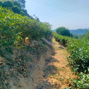 茶叶