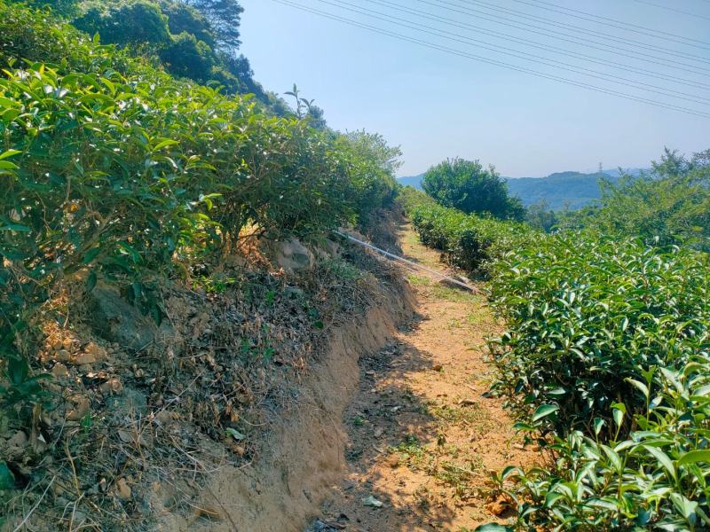 茶叶