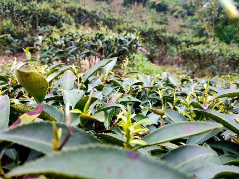 茶叶