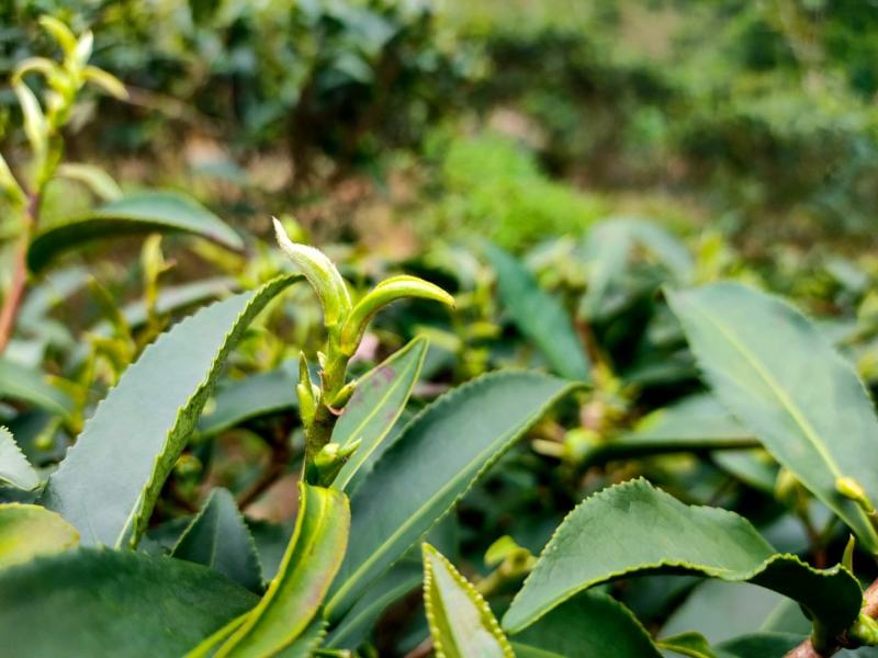 茶叶