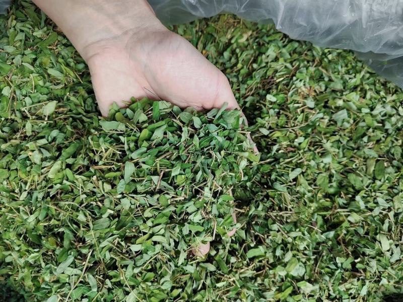 鸡骨草自己种植直发