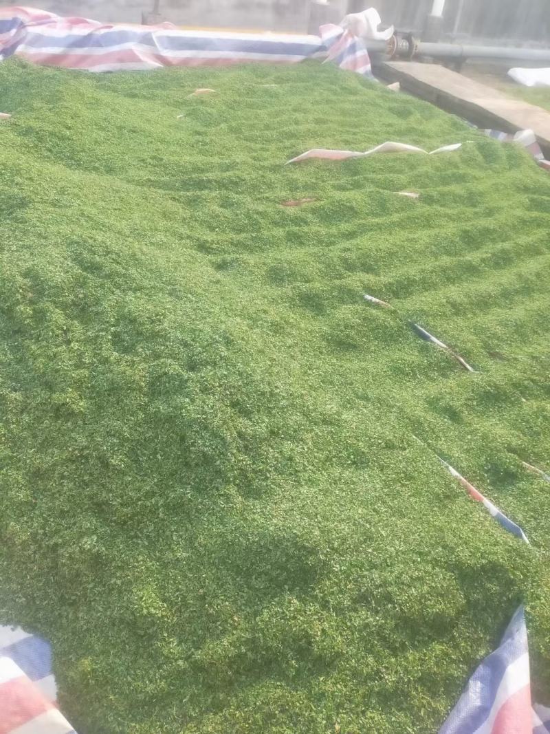 鸡骨草自己种植直发