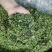 鸡骨草自己种植直发