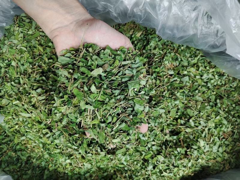 鸡骨草自己种植直发