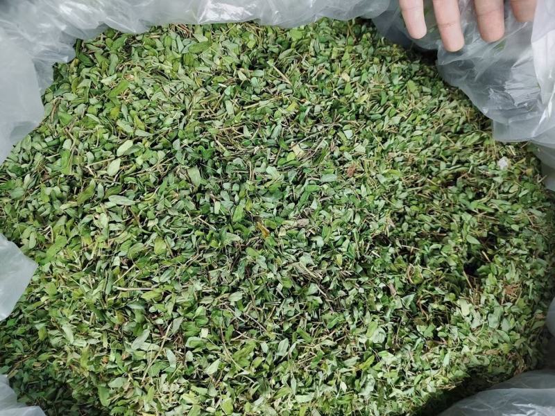 鸡骨草自己种植直发