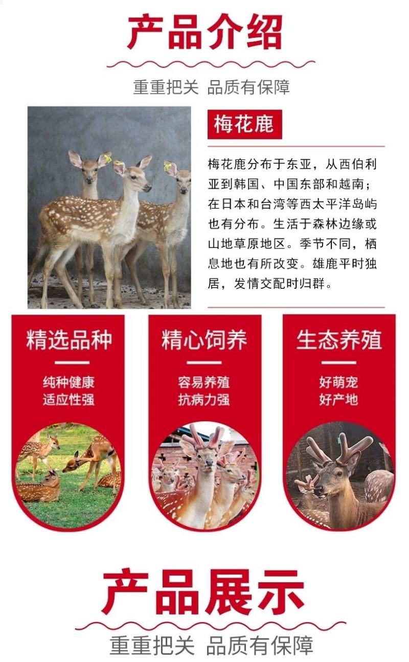 梅花鹿活物小鹿苗一对幼崽家养小型成年鹿活苗小鹿观赏梅花鹿