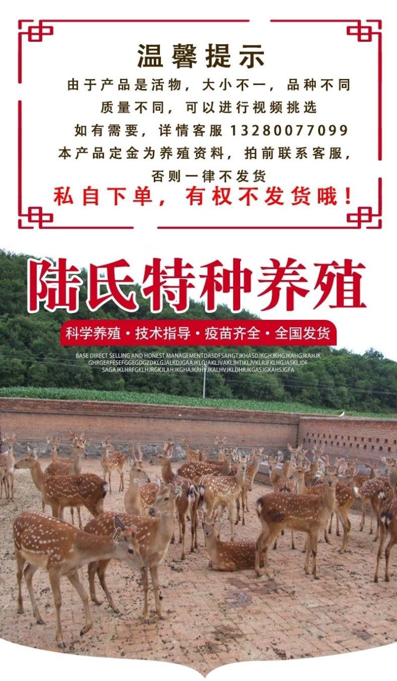 梅花鹿活物小鹿苗一对幼崽家养小型成年鹿活苗小鹿观赏梅花鹿