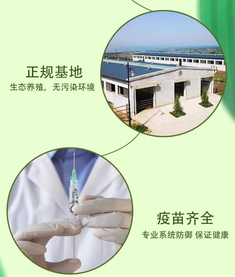 梅花鹿活物小鹿苗一对幼崽家养小型成年鹿活苗小鹿观赏梅花鹿