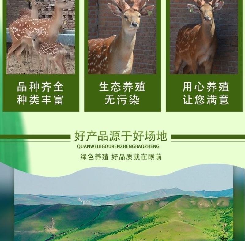 梅花鹿活物小鹿苗一对幼崽家养小型成年鹿活苗小鹿观赏梅花鹿