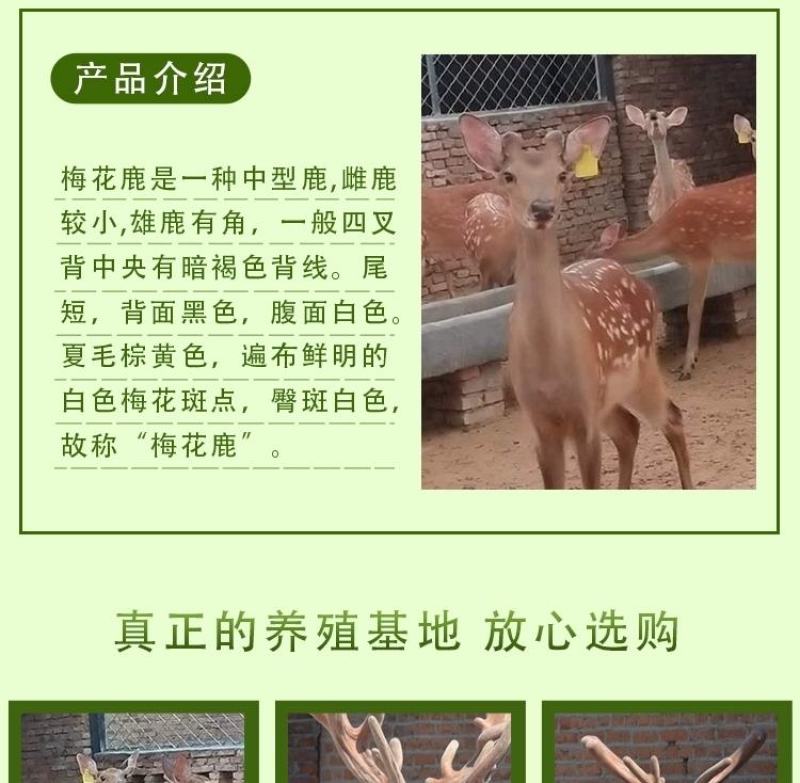 梅花鹿活物小鹿苗一对幼崽家养小型成年鹿活苗小鹿观赏梅花鹿