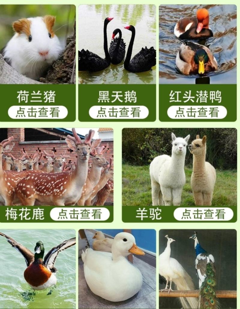梅花鹿活物小鹿苗一对幼崽家养小型成年鹿活苗小鹿观赏梅花鹿