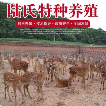 梅花鹿活物小鹿苗一对幼崽家养小型成年鹿活苗小鹿观赏梅花鹿
