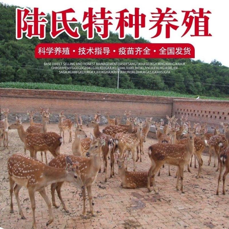 梅花鹿活物小鹿苗一对幼崽家养小型成年鹿活苗小鹿观赏梅花鹿