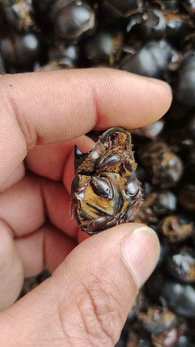 屎壳郎屎壳郎诱捕料一手货源量大从优常期收购屎壳郎