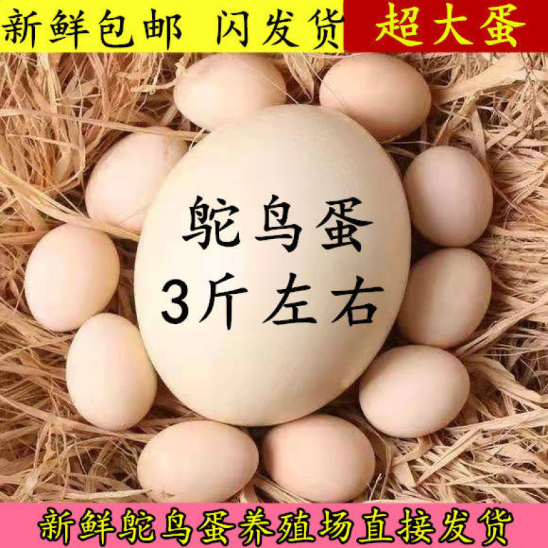 超大鸵鸟蛋农村养殖社,新鲜鸵鸟蛋农家散养鸵鸟蛋壳