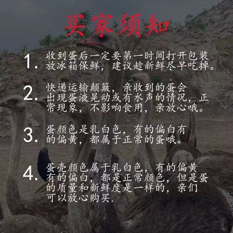 超大鸵鸟蛋农村养殖社,新鲜鸵鸟蛋农家散养鸵鸟蛋壳