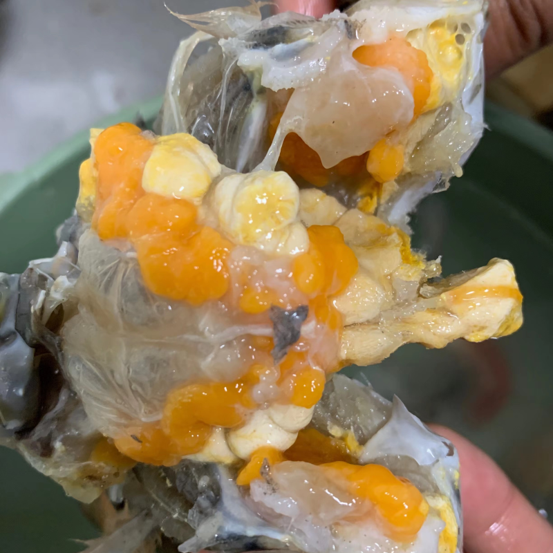 肉蟹/膏蟹/青蟹