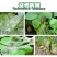 40%烯酰吗啉悬浮剂农药杀菌剂蔬菜葡萄黄瓜霜霉病