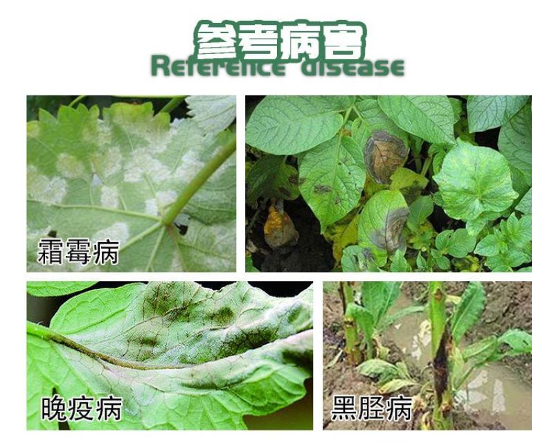 40%烯酰吗啉悬浮剂农药杀菌剂蔬菜葡萄黄瓜霜霉病