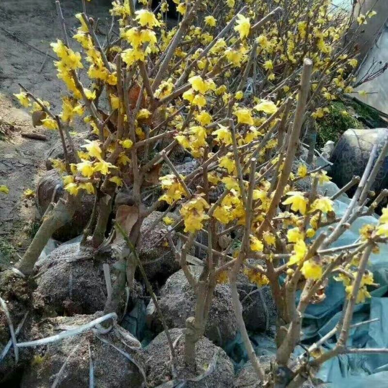 素心腊梅老桩盆景都是带花发货每一棵都是小精品带土球打包