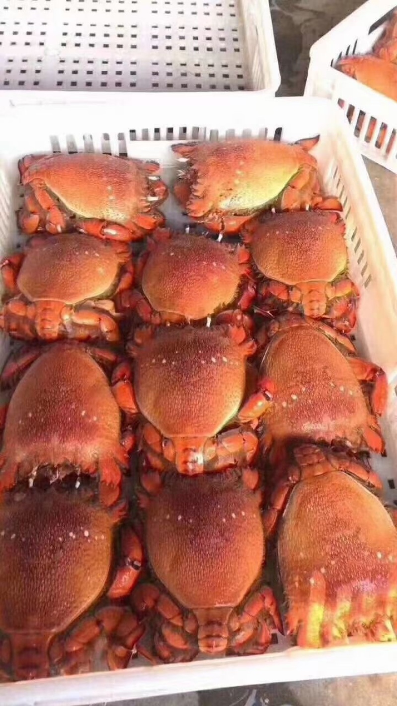 老虎蟹