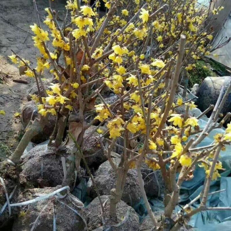素心腊梅老桩盆景都是带花发货每一棵都是小精品带土球打包