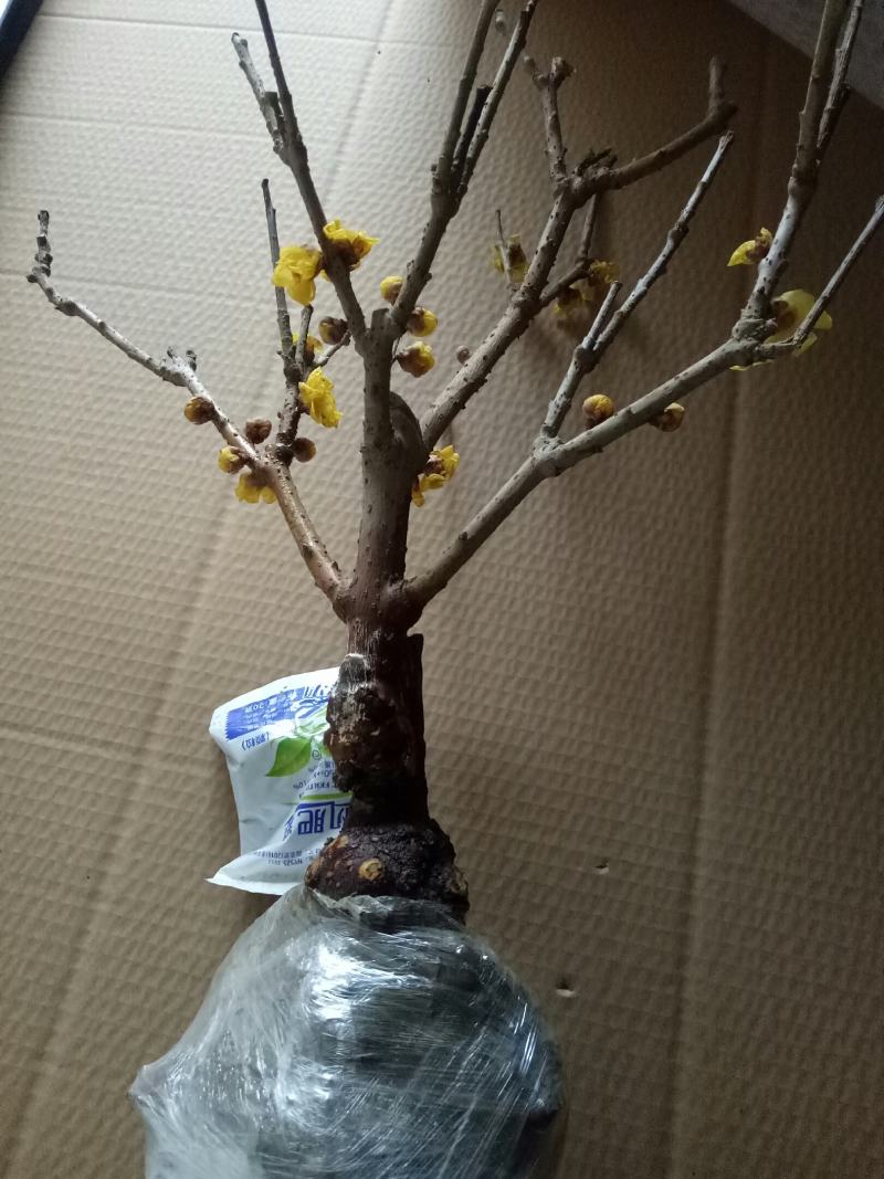 素心腊梅老桩盆景都是带花发货每一棵都是小精品带土球打包