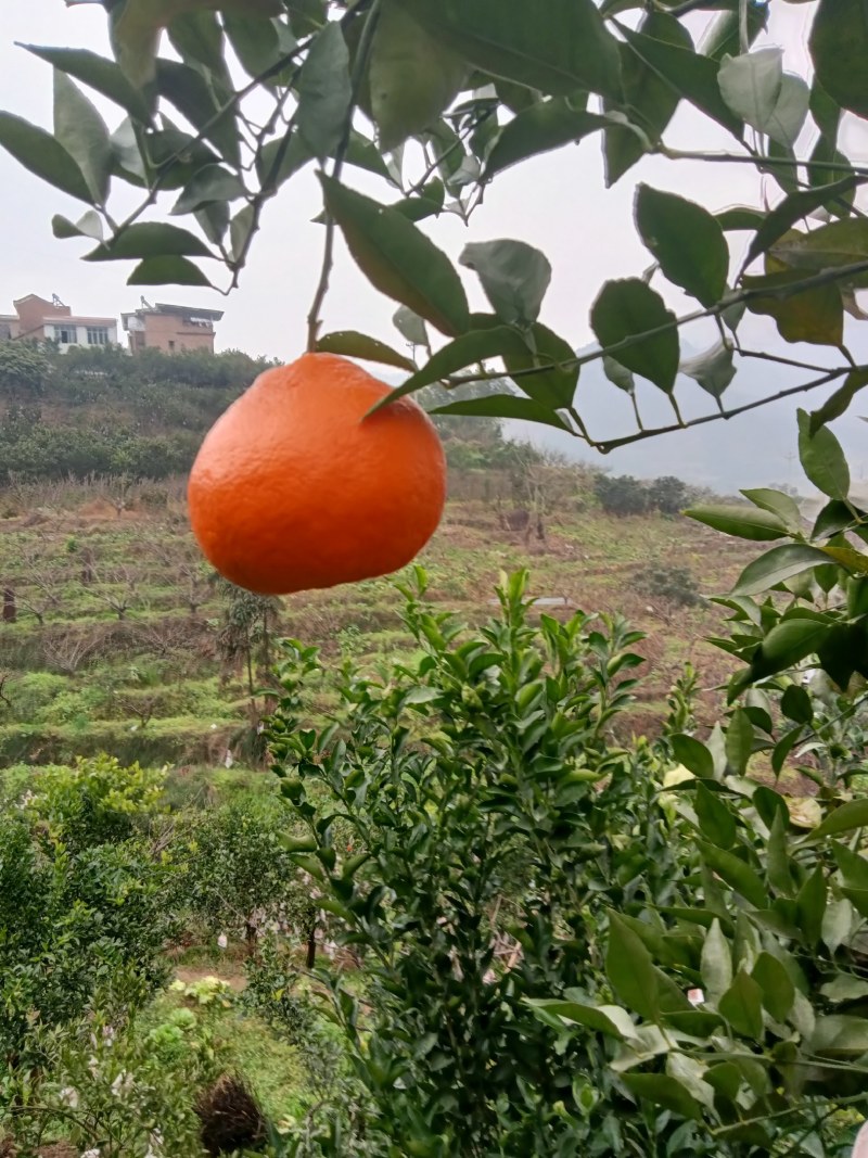 不知火大量上巿。无干水冻傷