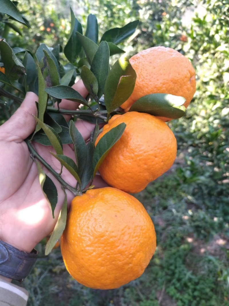 晚熟芦柑新品下市大量现货皮薄多汁批发价格低