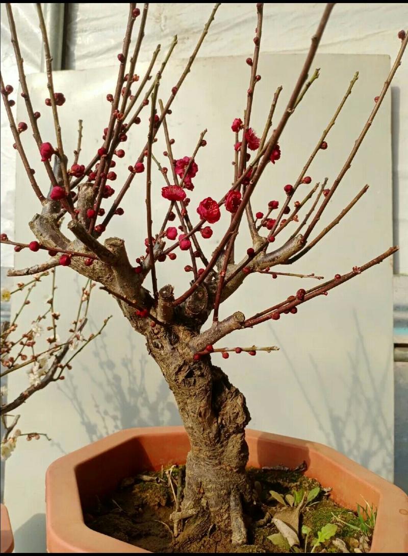 朱砂红红梅盆栽带造型盆景耐寒带花苞发货