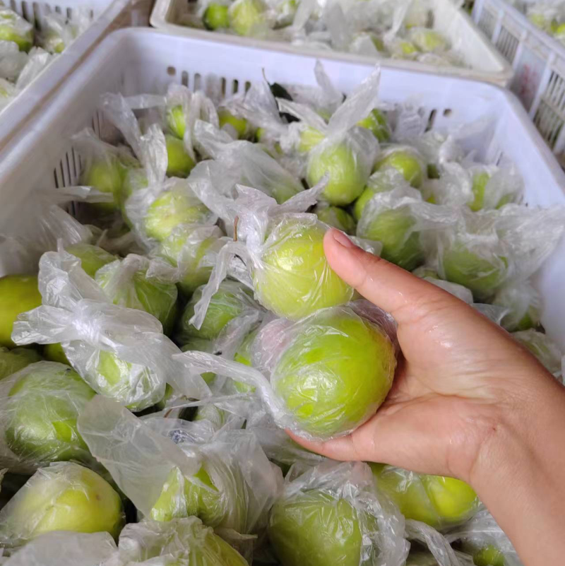 福建精品青枣，牛奶枣，蜜枣，大量供应……