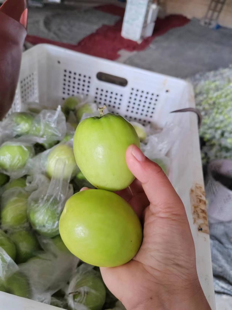 福建精品青枣，牛奶枣，蜜枣，大量供应……