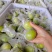 福建精品青枣，牛奶枣，蜜枣，大量供应……