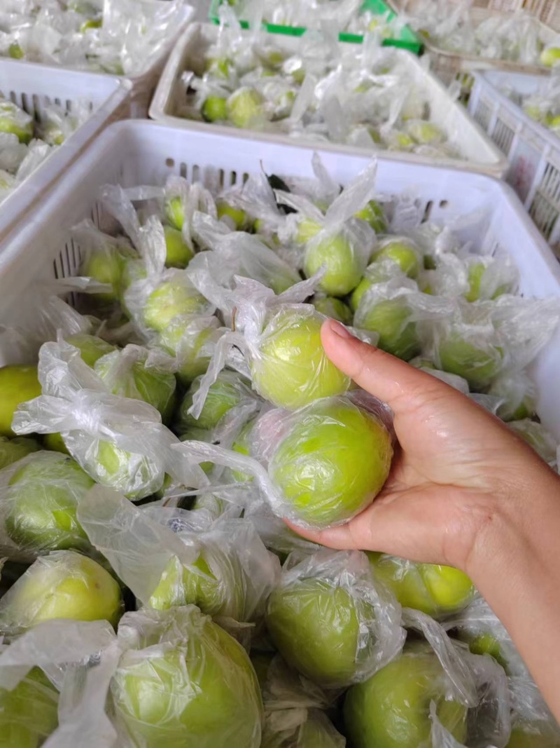 福建精品青枣，牛奶枣，蜜枣，大量供应……