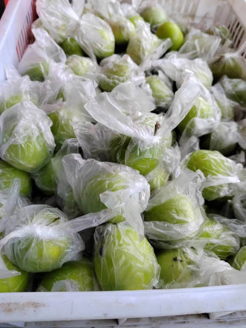 福建精品青枣，牛奶枣，蜜枣，大量供应……