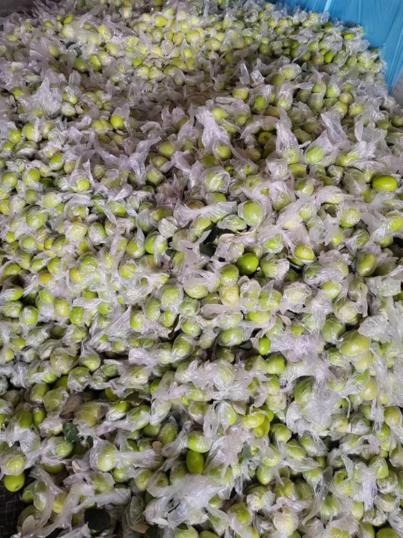 福建精品青枣，牛奶枣，蜜枣，大量供应……