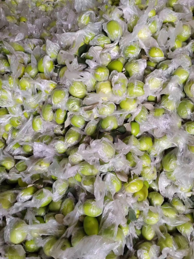 福建精品青枣，牛奶枣，蜜枣，大量供应……