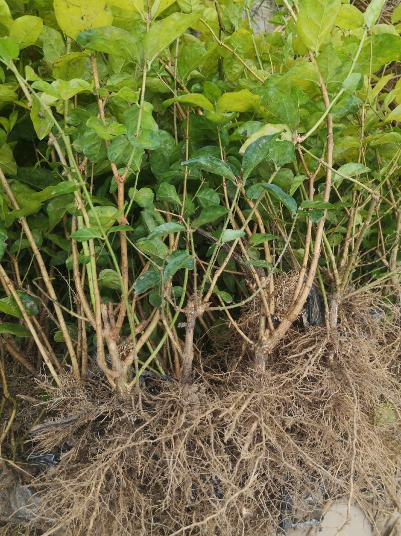 包邮3年茉莉花苗，白色双瓣，春季种植二个月后开花。